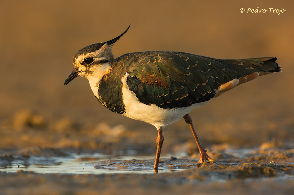 Avefria ( Vanellus vanellus)